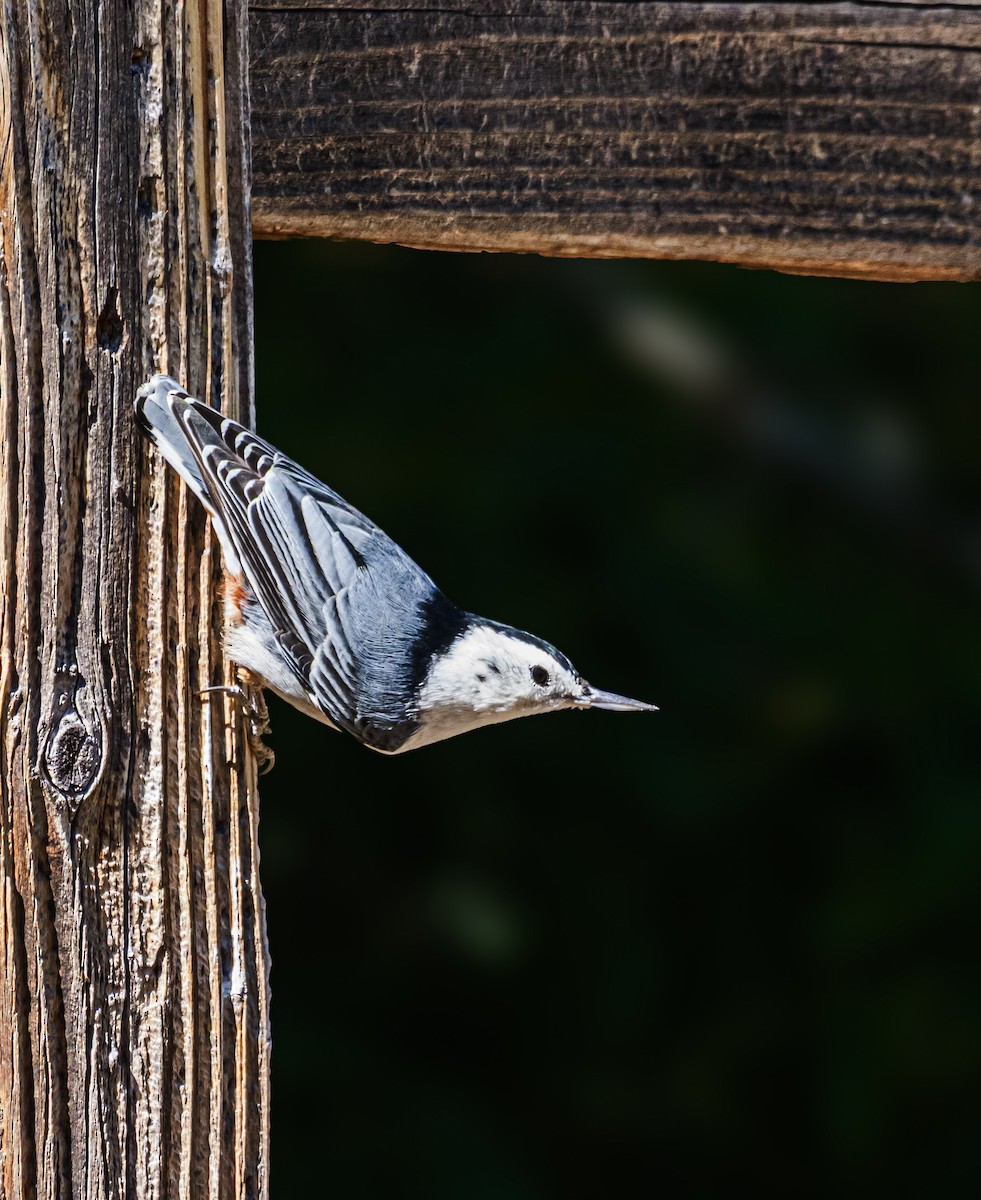 White-breasted Nuthatch - ML644432894