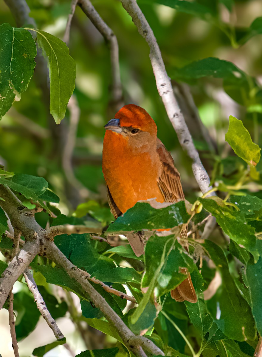 Hepatic Tanager - ML644432922