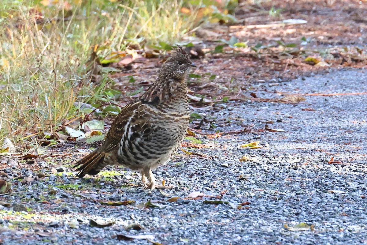 jeřábek kanadský - ML644432957