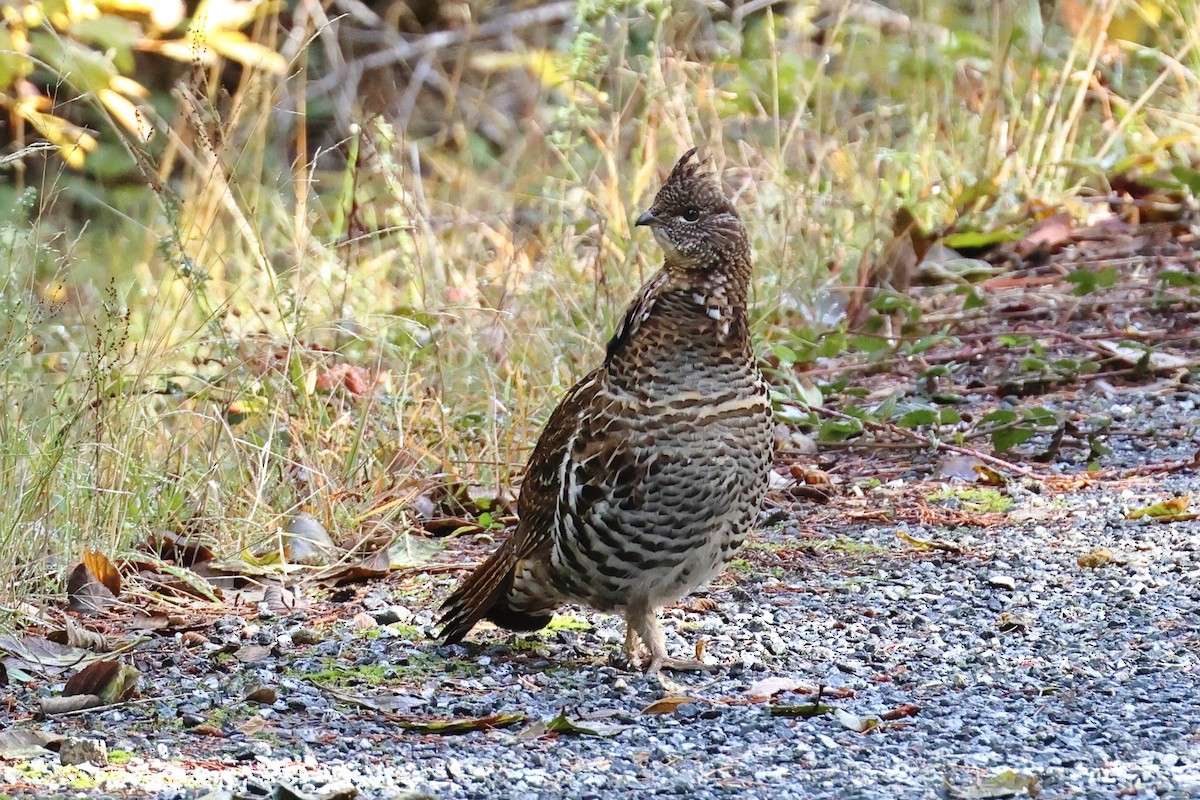 jeřábek kanadský - ML644432959