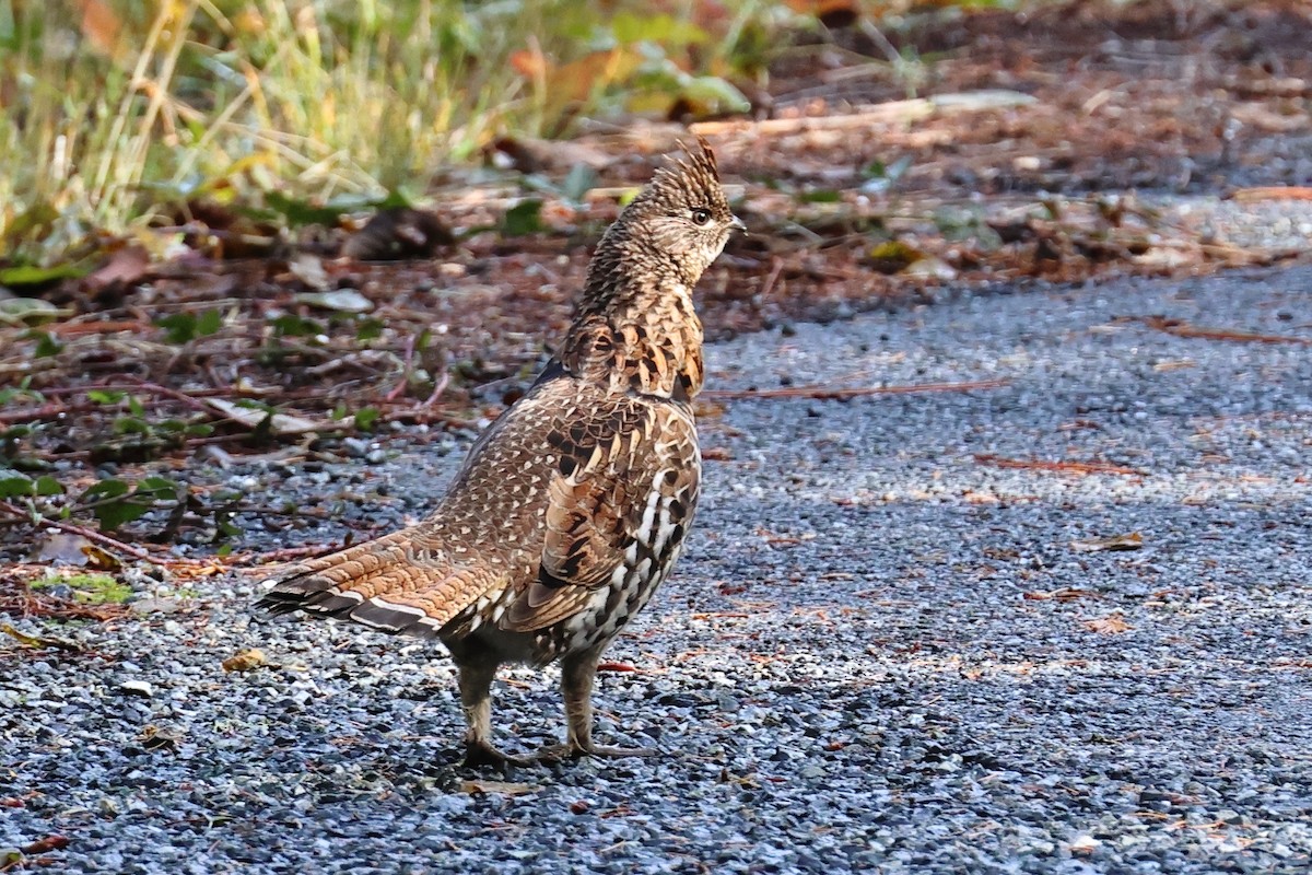 jeřábek kanadský - ML644432961