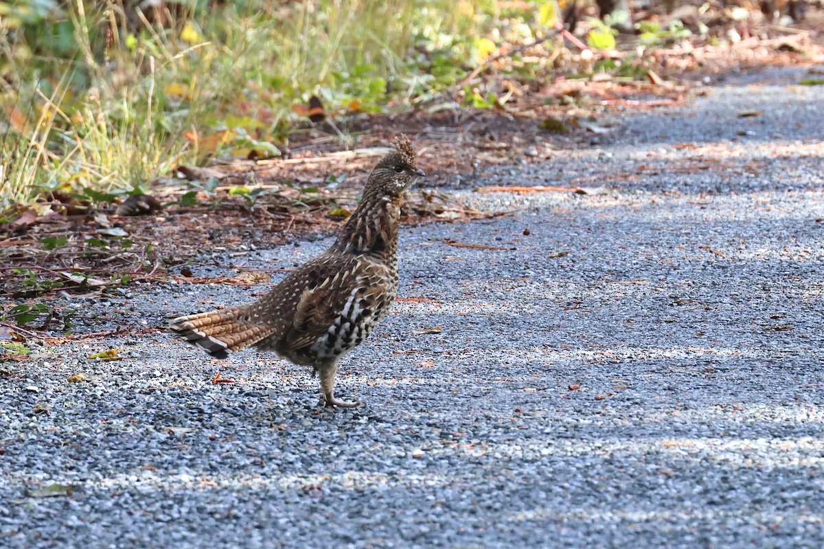 jeřábek kanadský - ML644432966