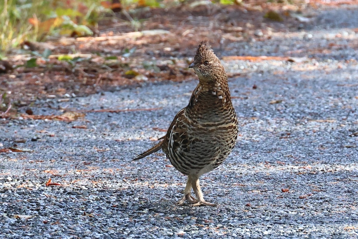 jeřábek kanadský - ML644432971