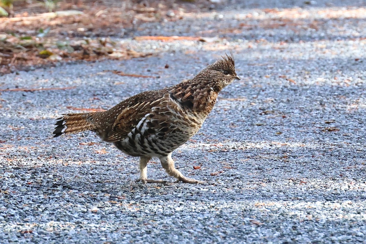jeřábek kanadský - ML644432973