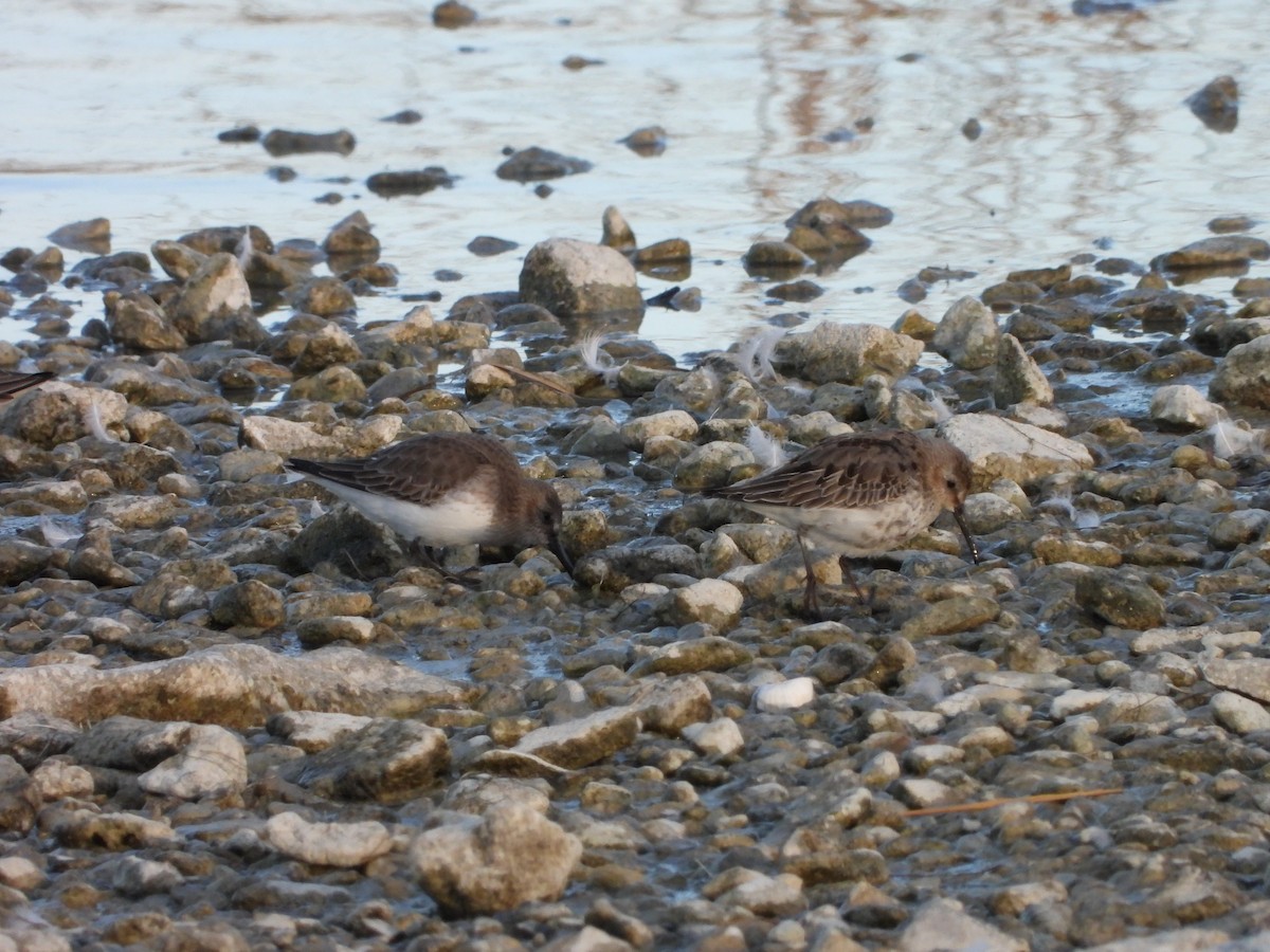 myrsnipe - ML644432975