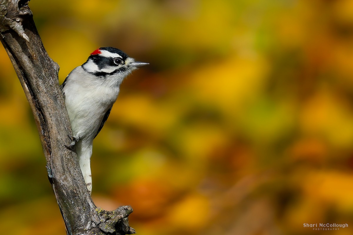 Downy Woodpecker - ML644432979