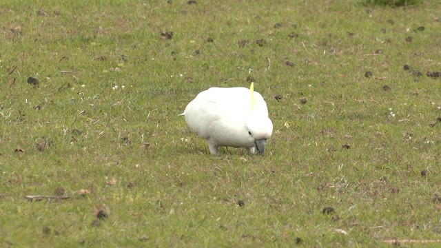 Sulphur-crested Cockatoo - ML644432986