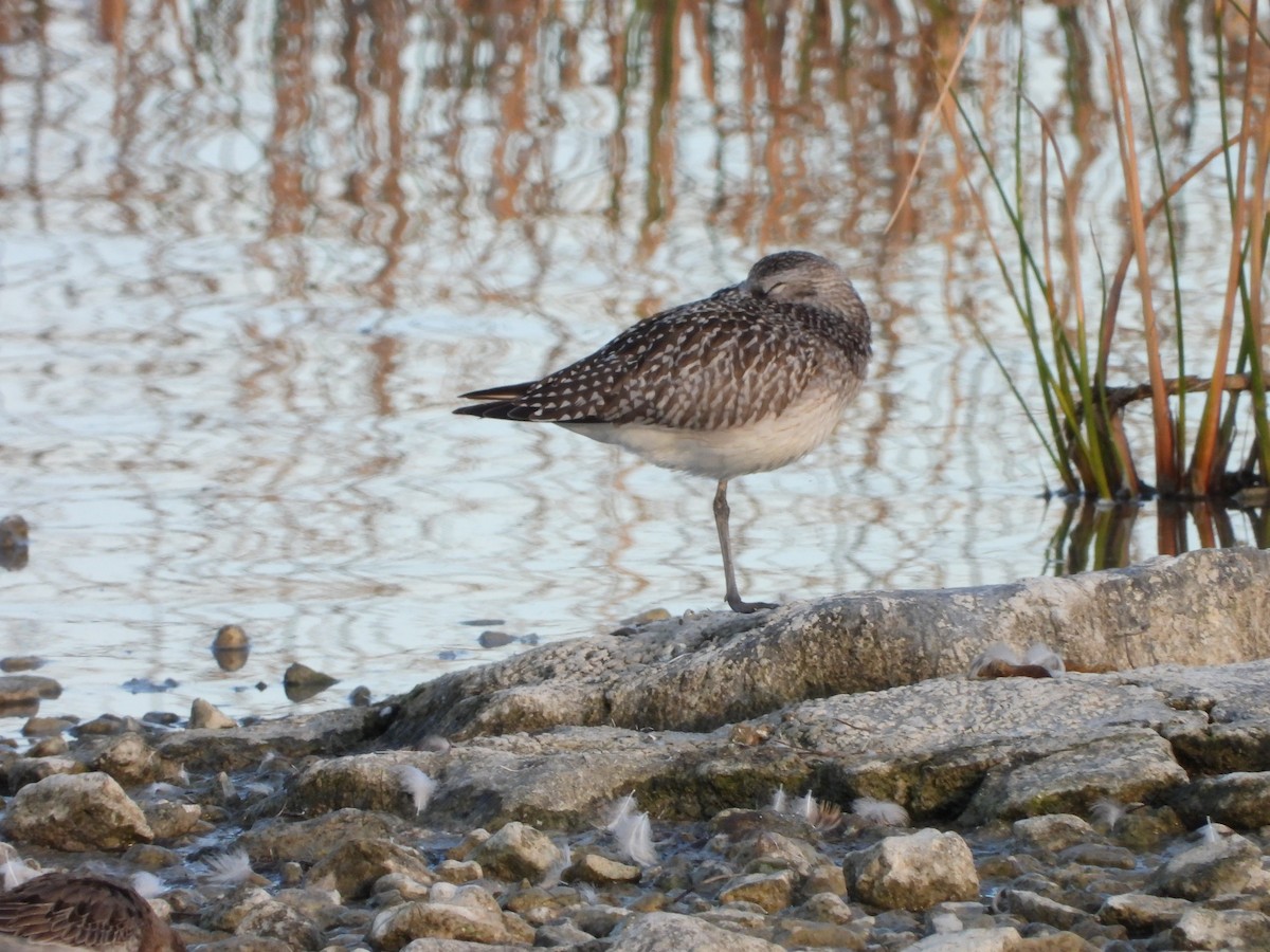 Black-bellied Plover - ML644432993