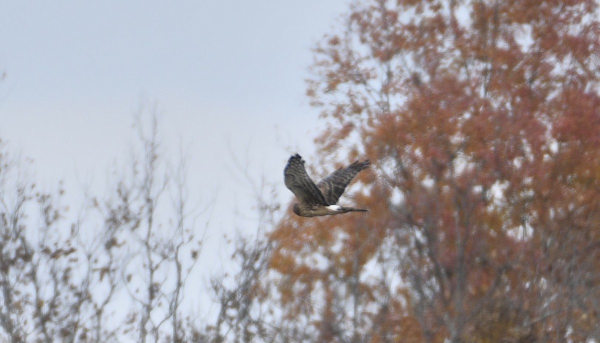 Mirotz zuri iparramerikarra - ML644432995