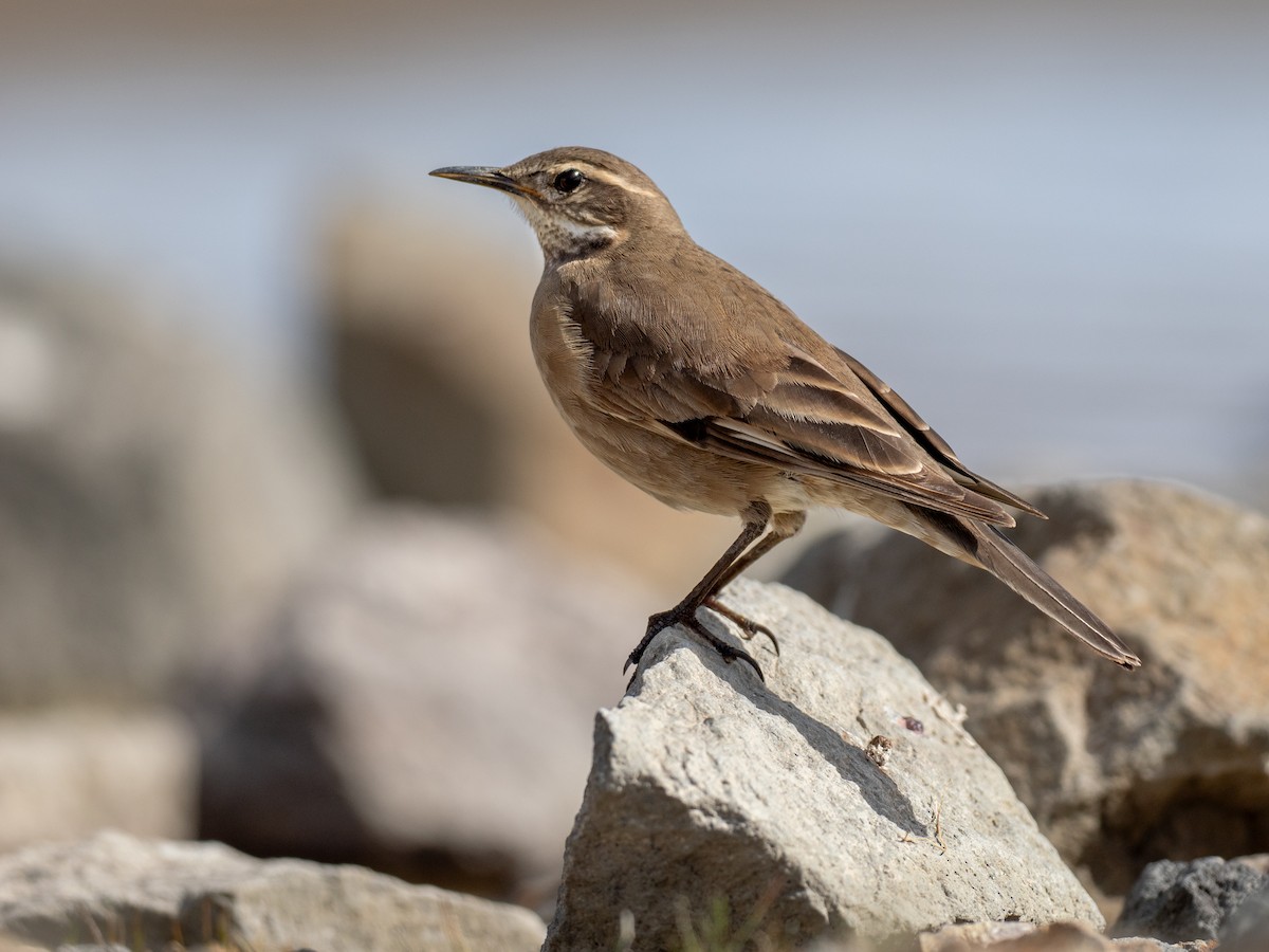 Buff-winged Cinclodes - ML644433019