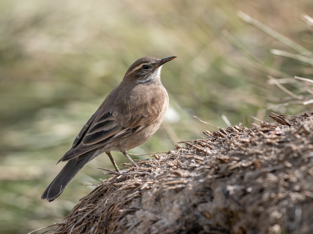 Buff-winged Cinclodes - ML644433020