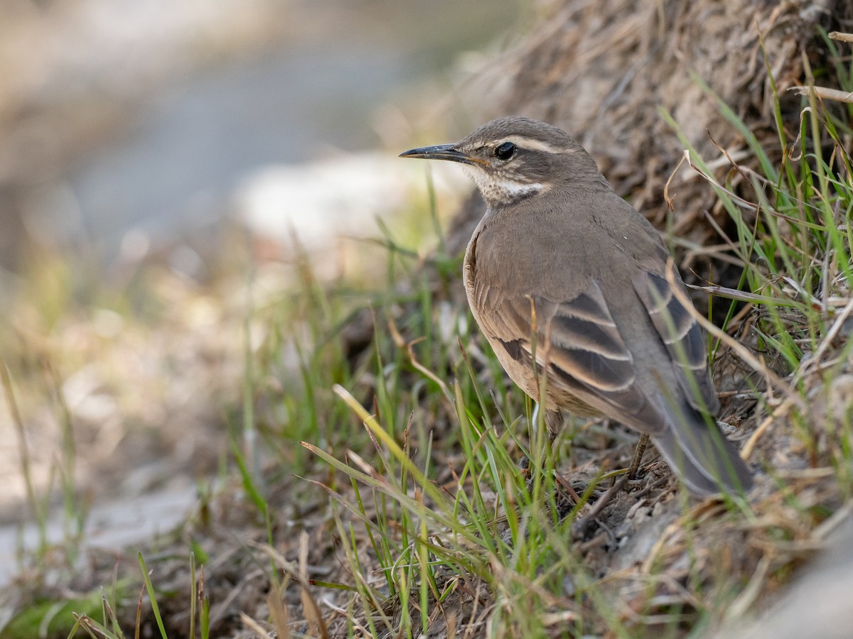 Buff-winged Cinclodes - ML644433021