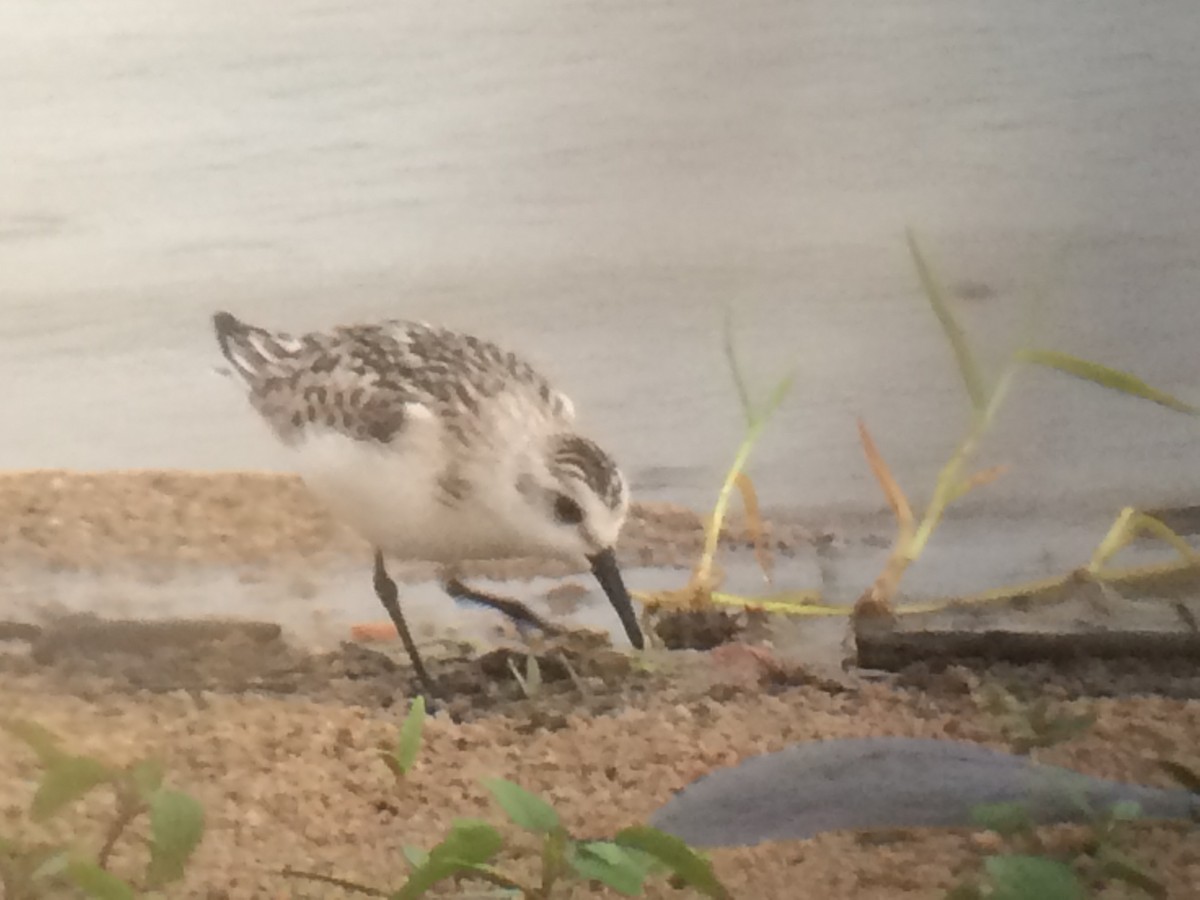 Sanderling - ML644433039