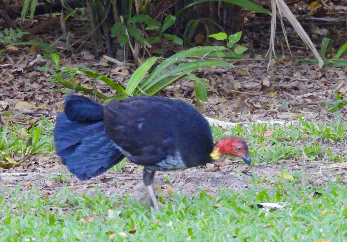 Australian Brushturkey - ML644433051