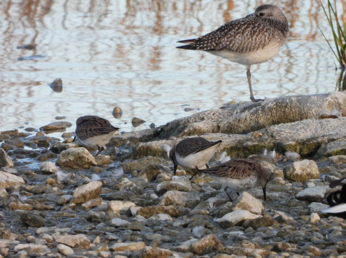 myrsnipe - ML644433069