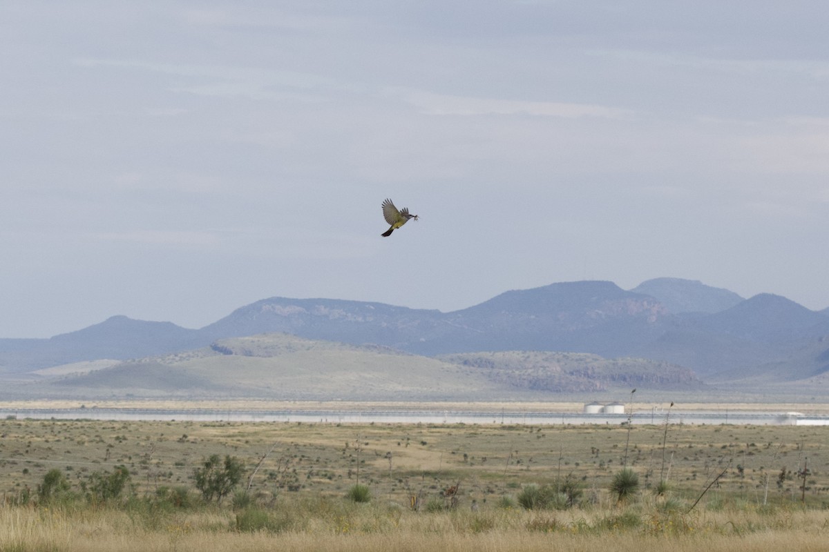 Cassin's Kingbird - ML644433081