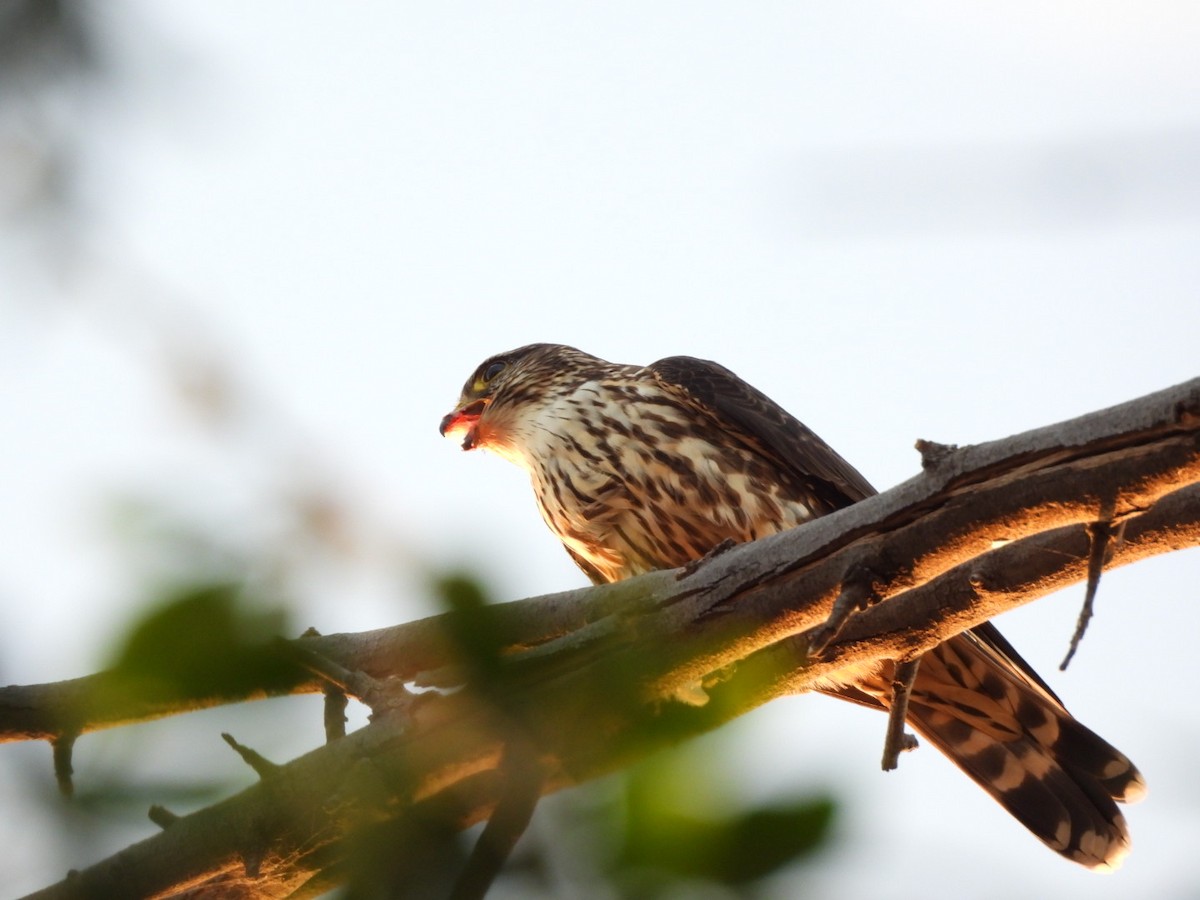 Merlin - ML644433086