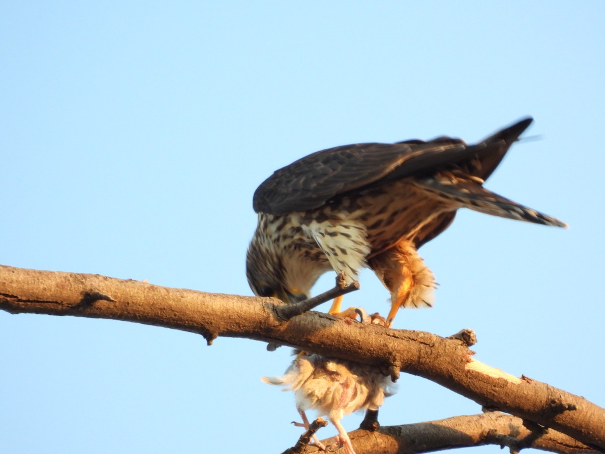 Merlin - ML644433087