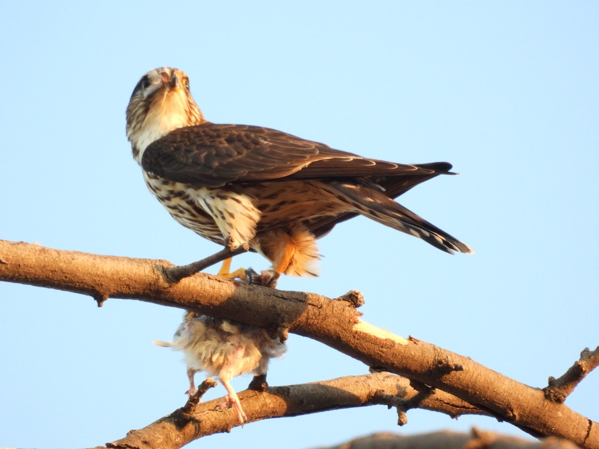 Merlin - ML644433088