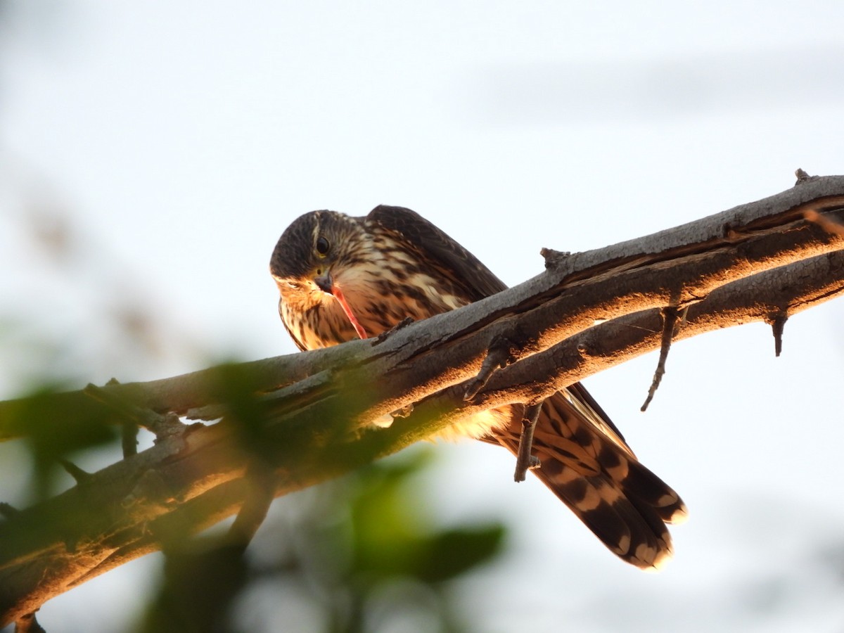 Merlin - ML644433089