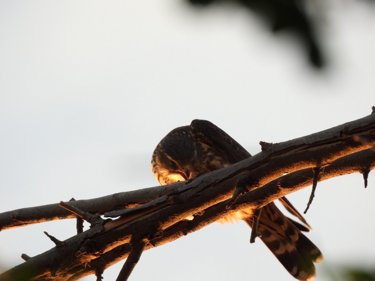 Merlin - ML644433090