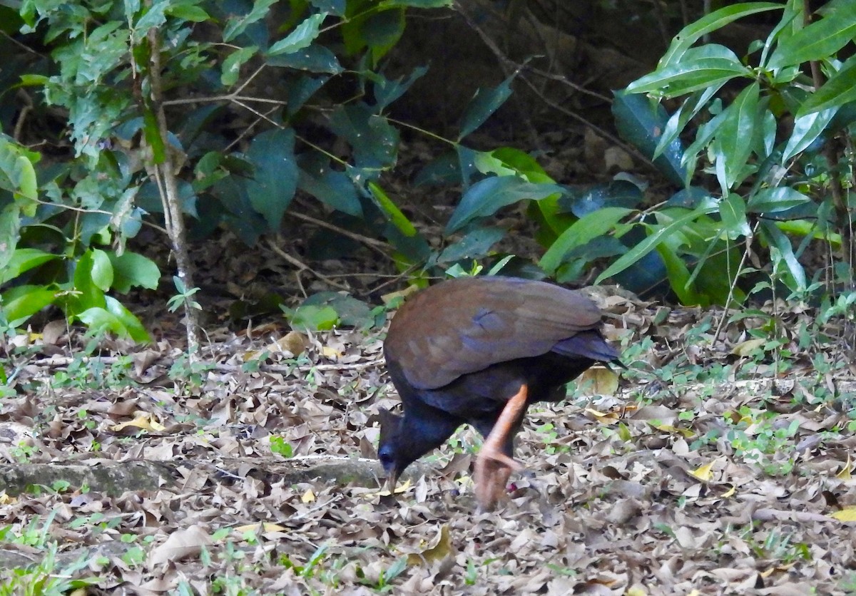 Mégapode de Reinwardt - ML644433093