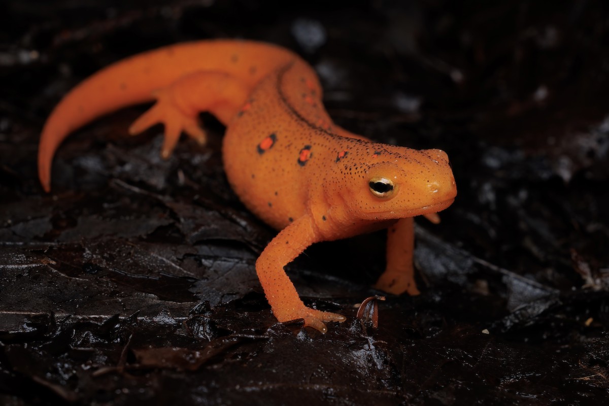 Red-spotted Newt - ML644433094