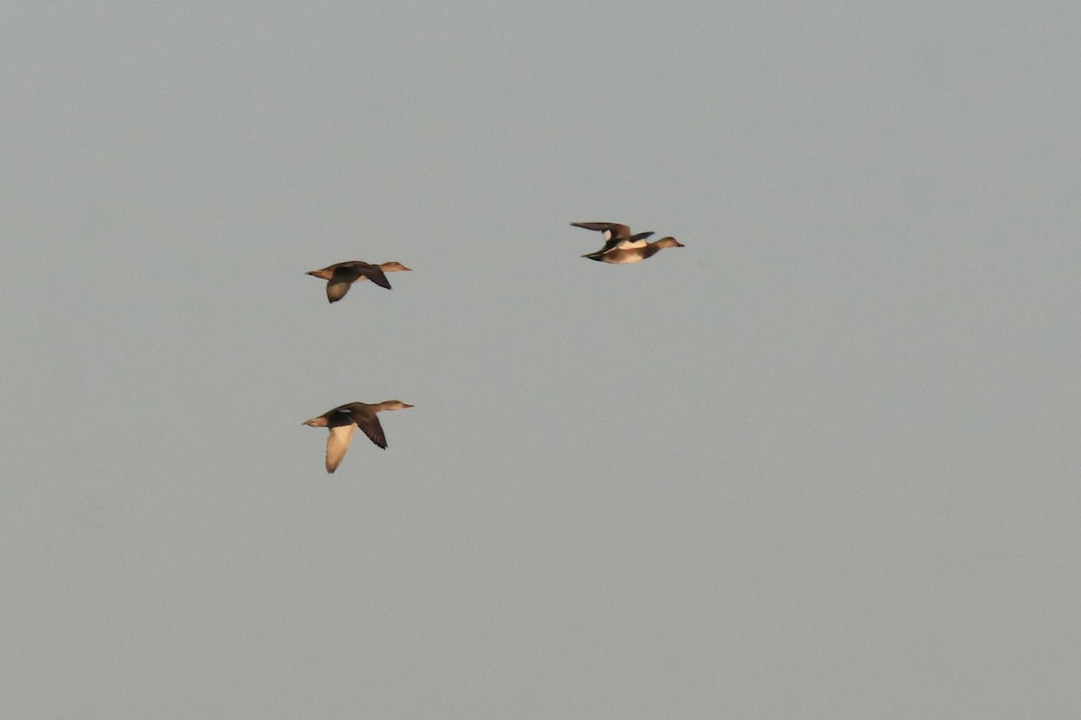 Нерозень - ML644433099