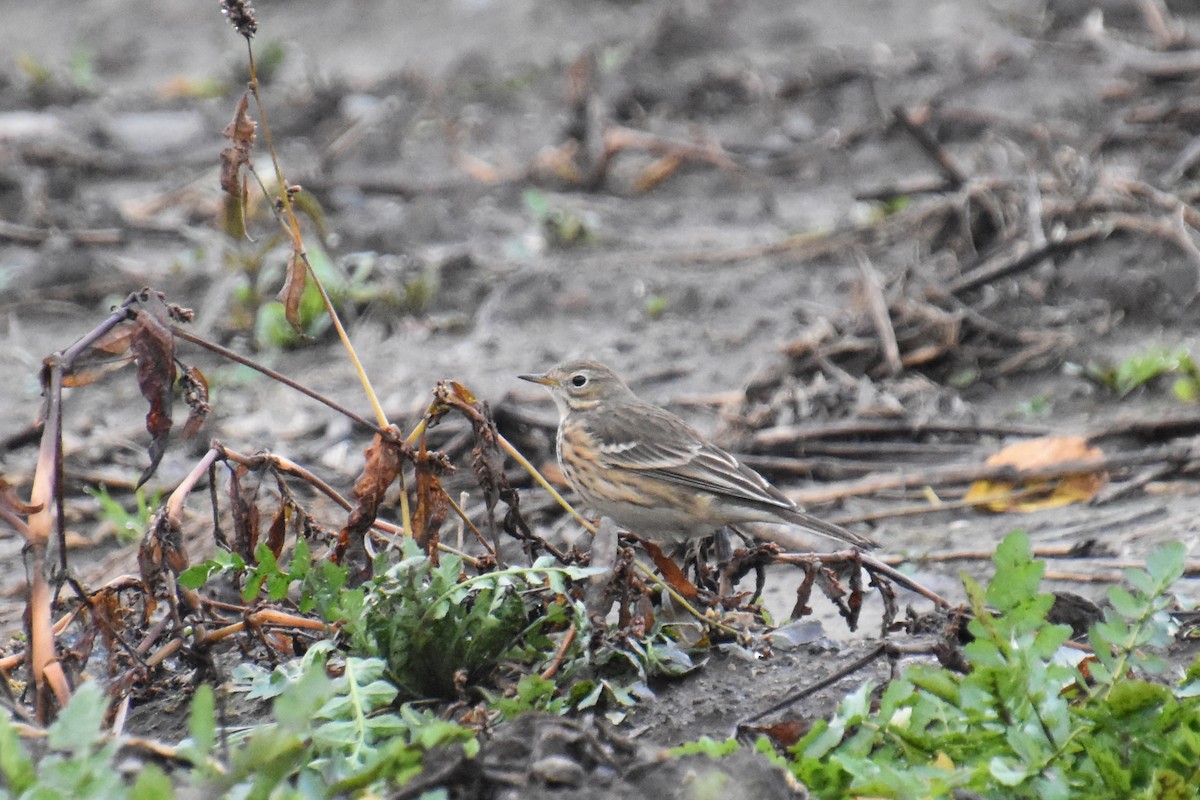 kanadapiplerke - ML644433108