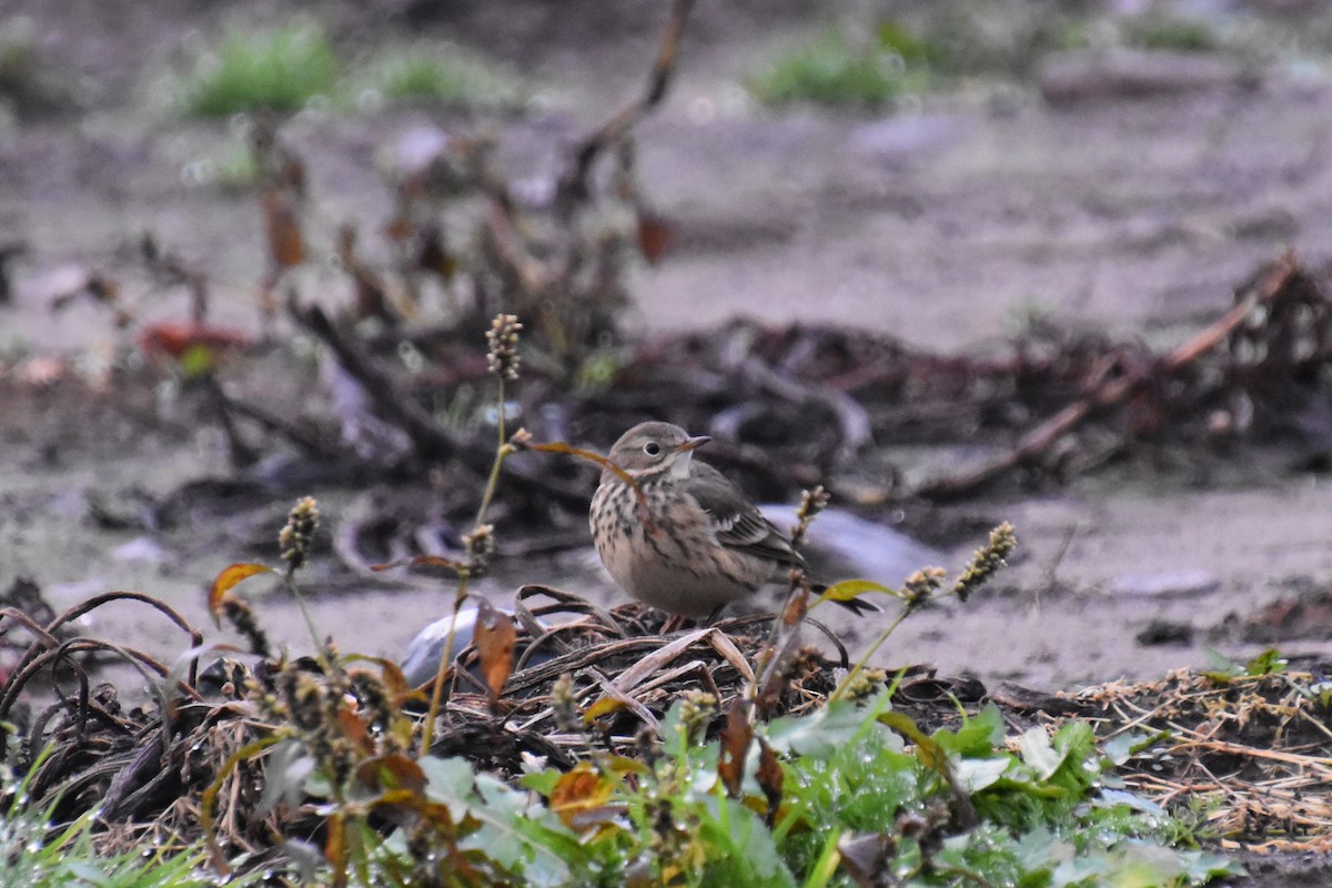 kanadapiplerke - ML644433110