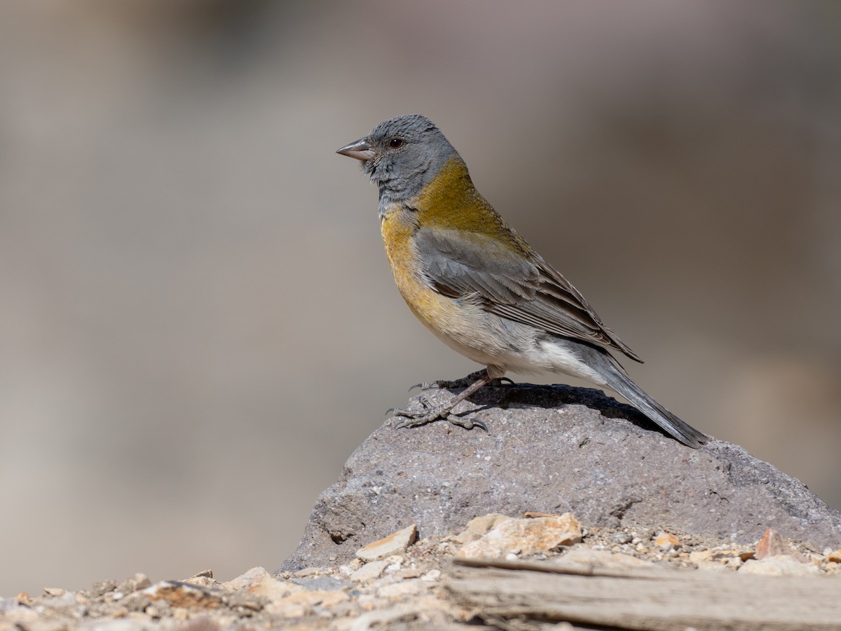 Gray-hooded Sierra Finch - ML644433111