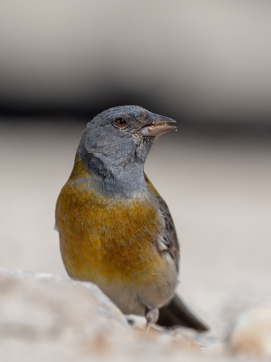 Gray-hooded Sierra Finch - ML644433112