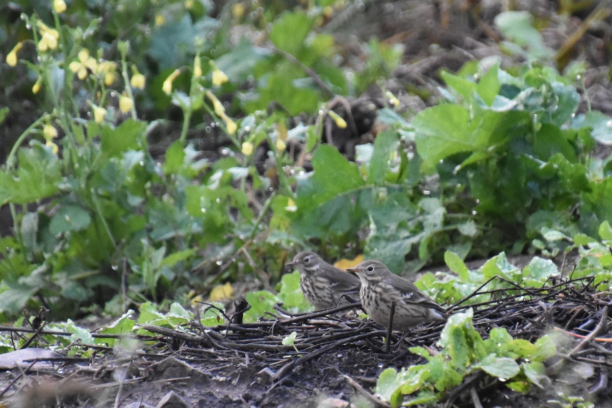 kanadapiplerke - ML644433113