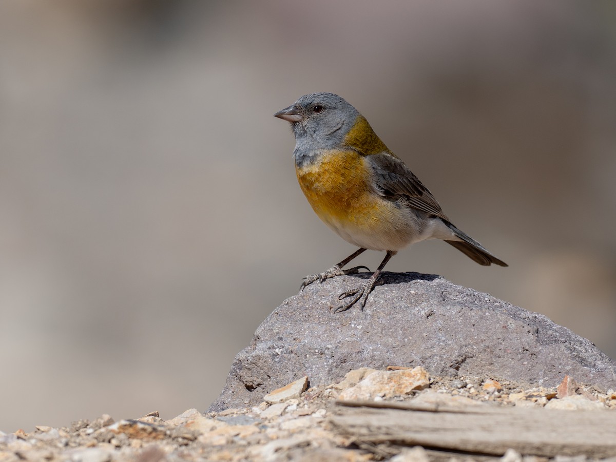 Gray-hooded Sierra Finch - ML644433114