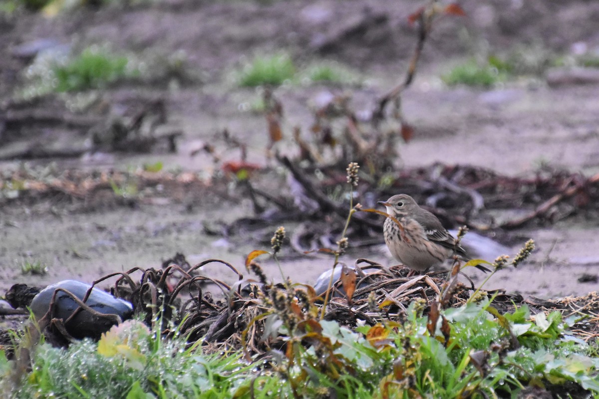 kanadapiplerke - ML644433115