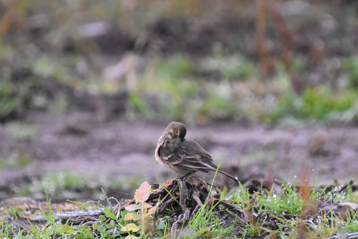 kanadapiplerke - ML644433116