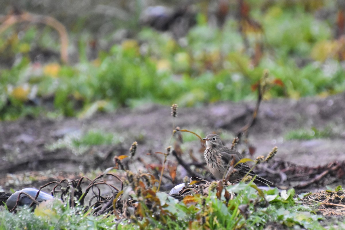 kanadapiplerke - ML644433117