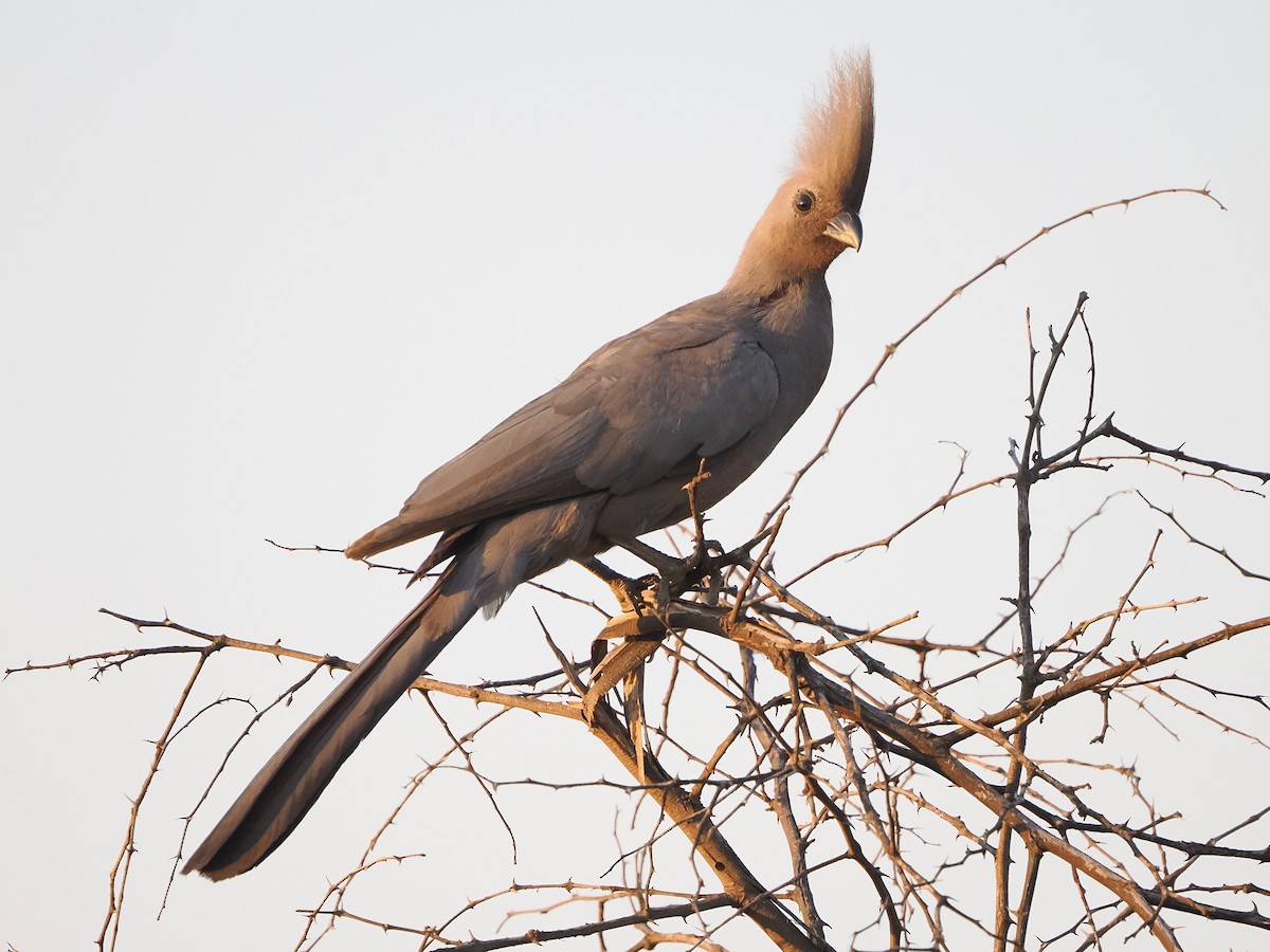 Gray Go-away-bird - ML644433126