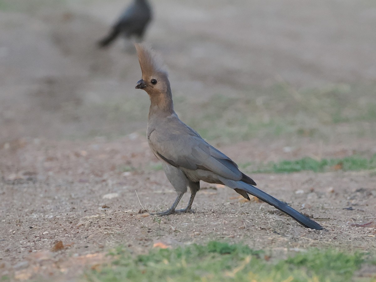 Gray Go-away-bird - ML644433127