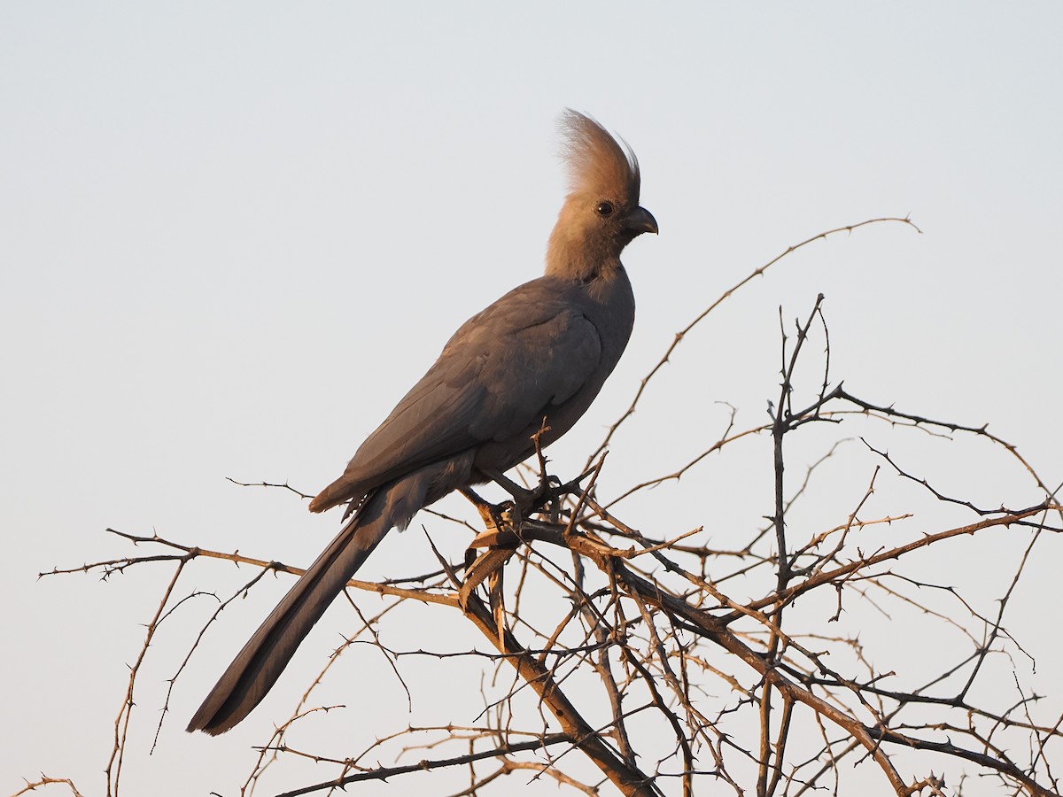 Gray Go-away-bird - ML644433128