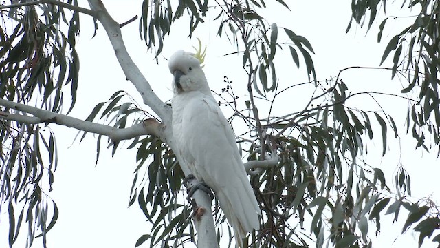 Sulphur-crested Cockatoo - ML644433133