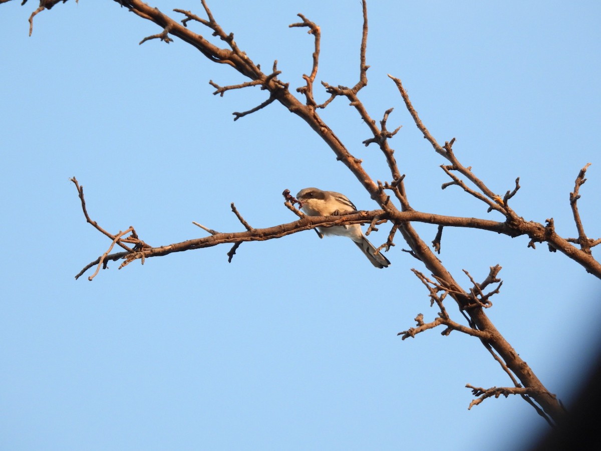 Loggerhead Shrike - ML644433163