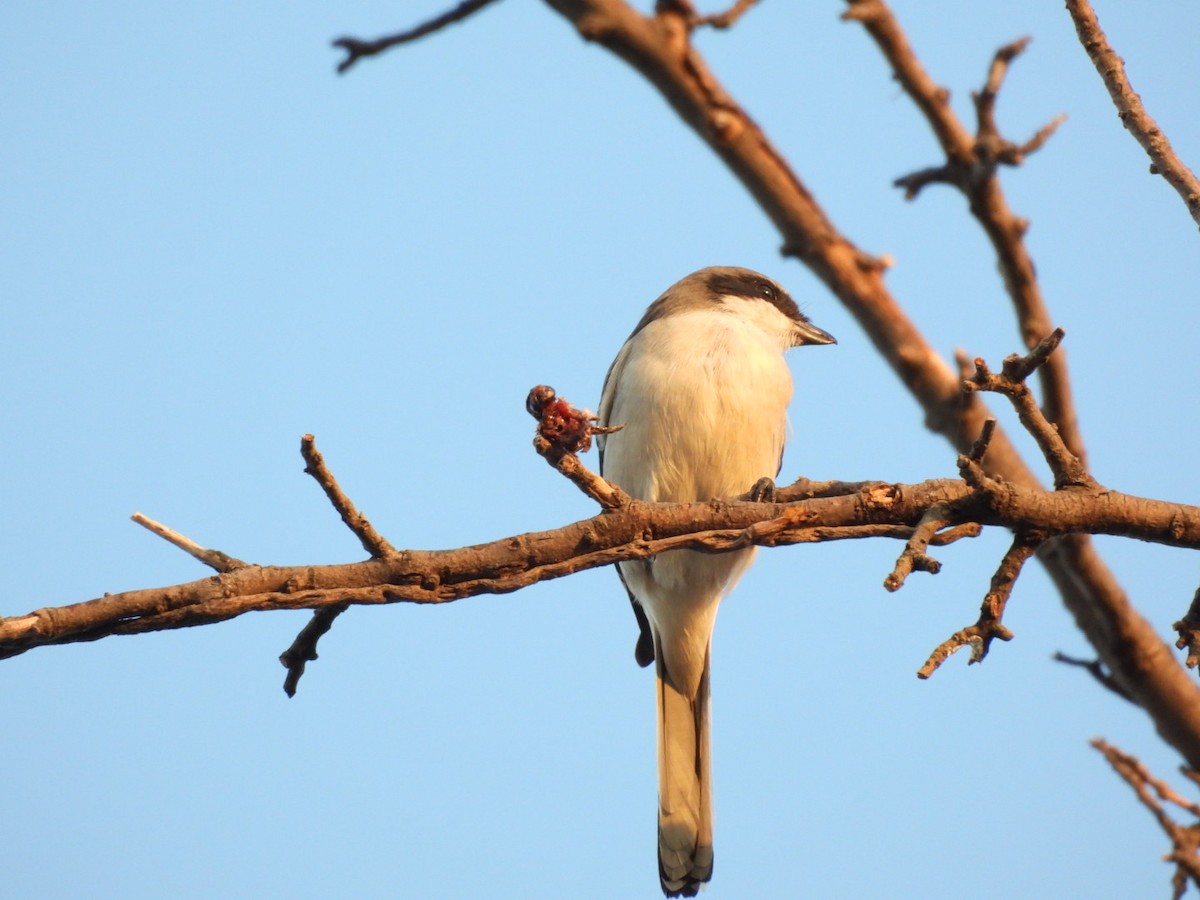 Loggerhead Shrike - ML644433164
