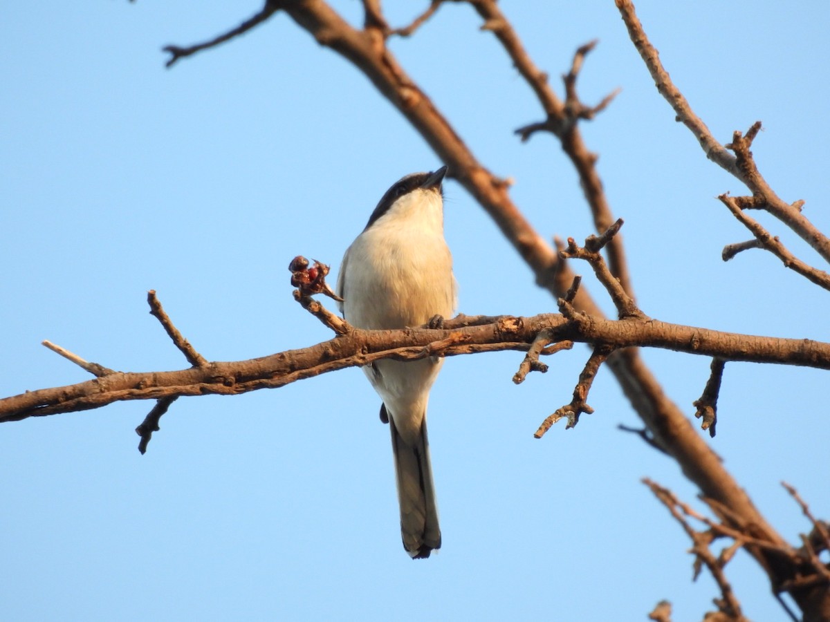 Loggerhead Shrike - ML644433165