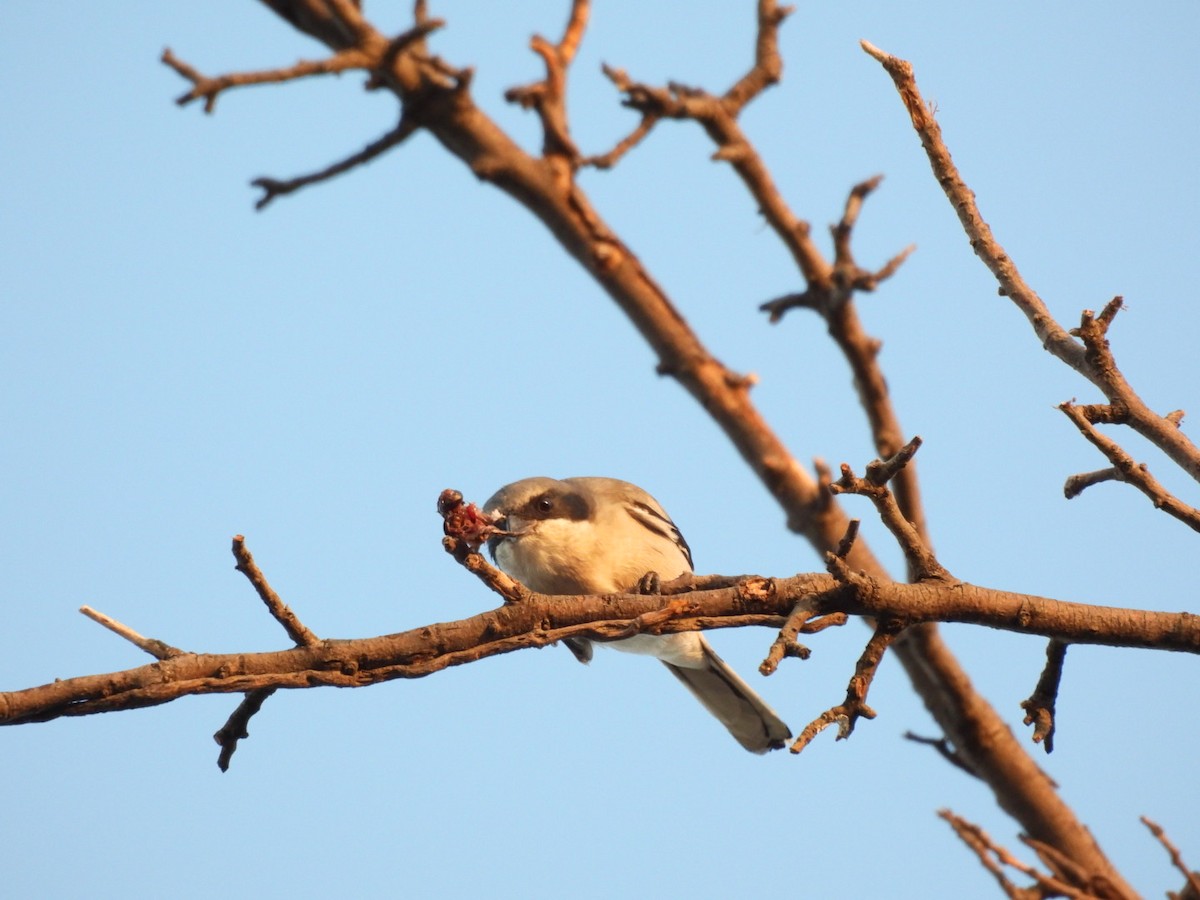 Loggerhead Shrike - ML644433166