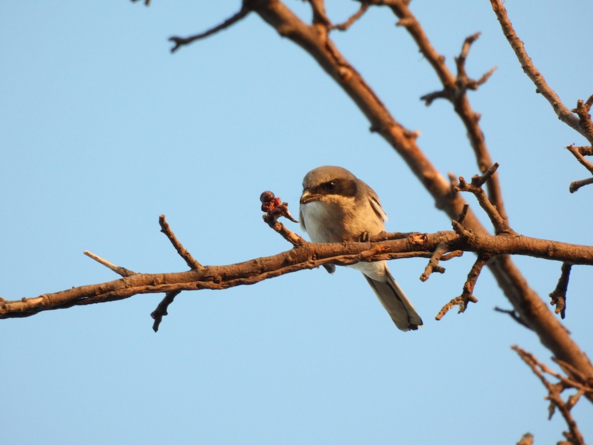 Loggerhead Shrike - ML644433167