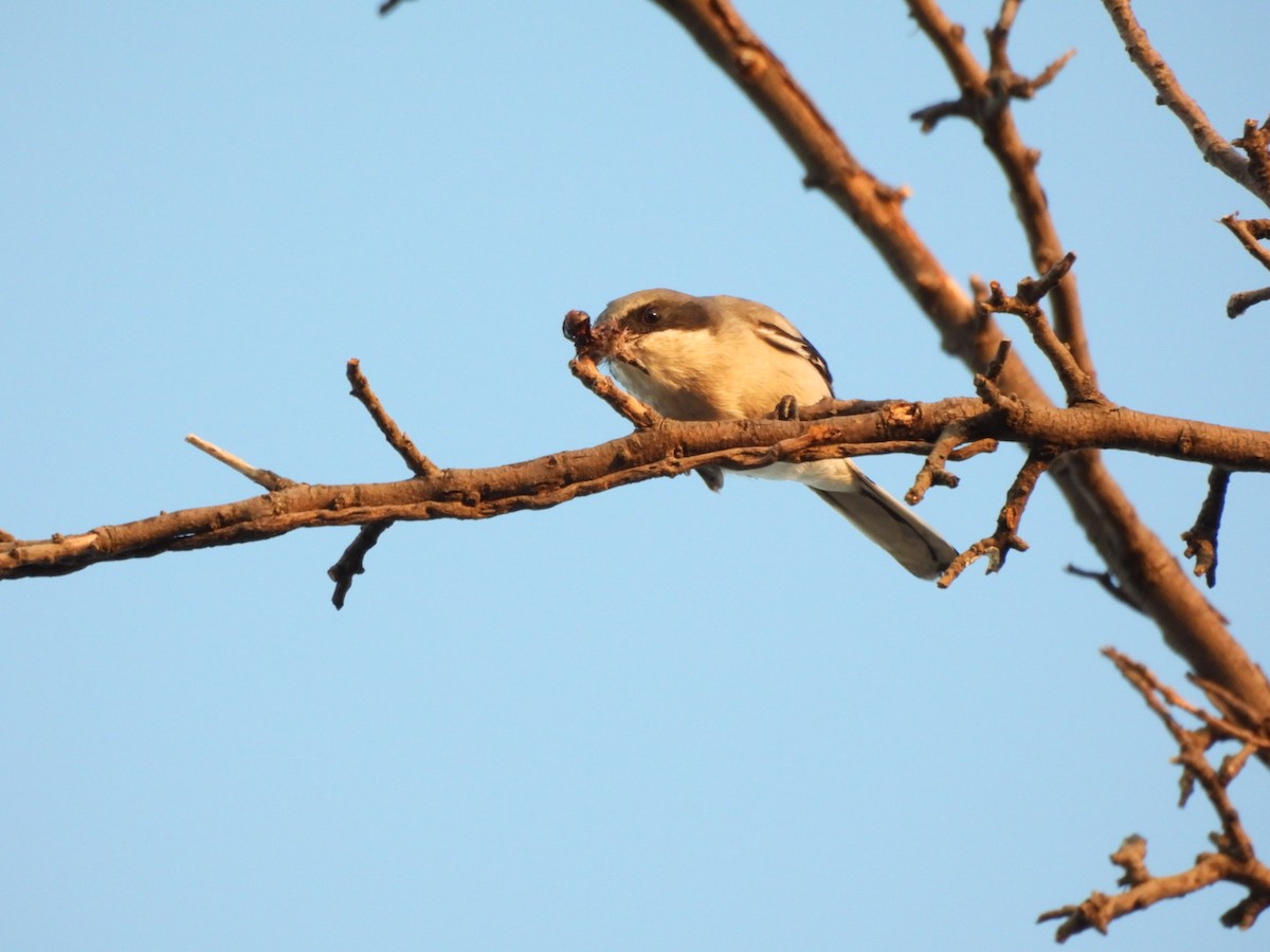 Loggerhead Shrike - ML644433168