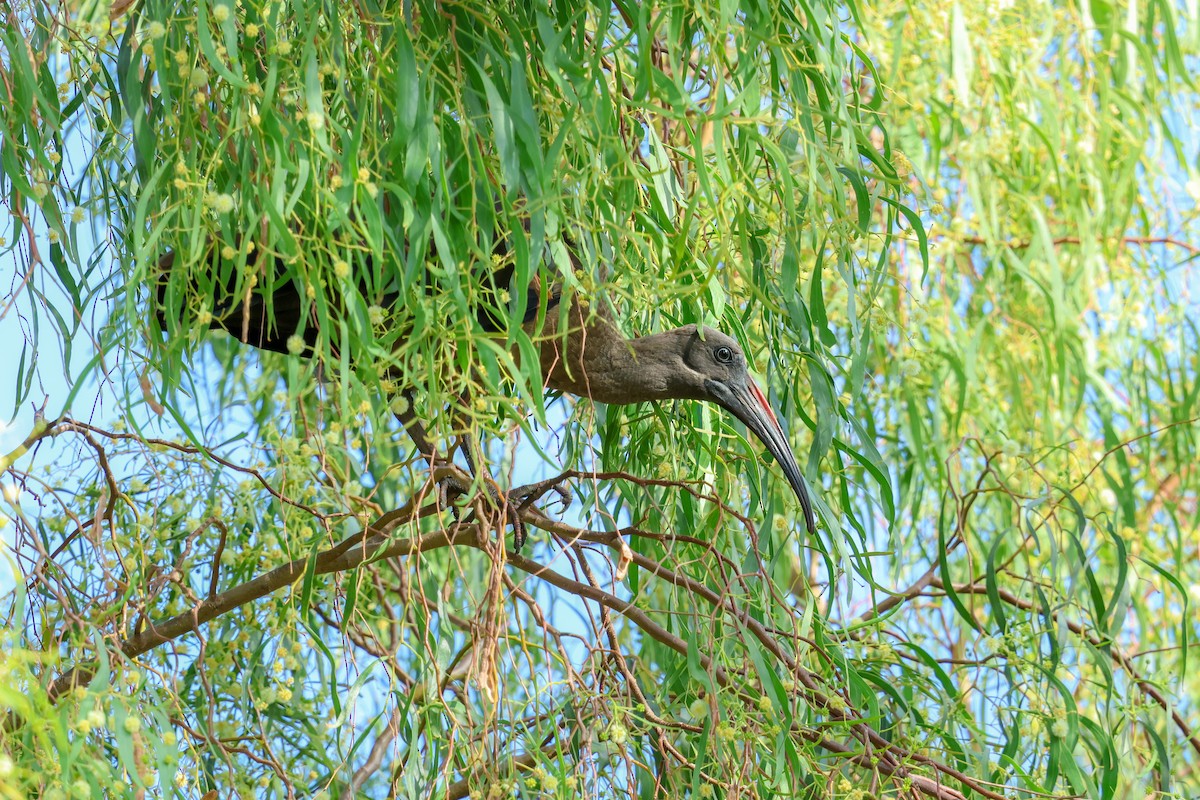 Hadada Ibis - ML644433177