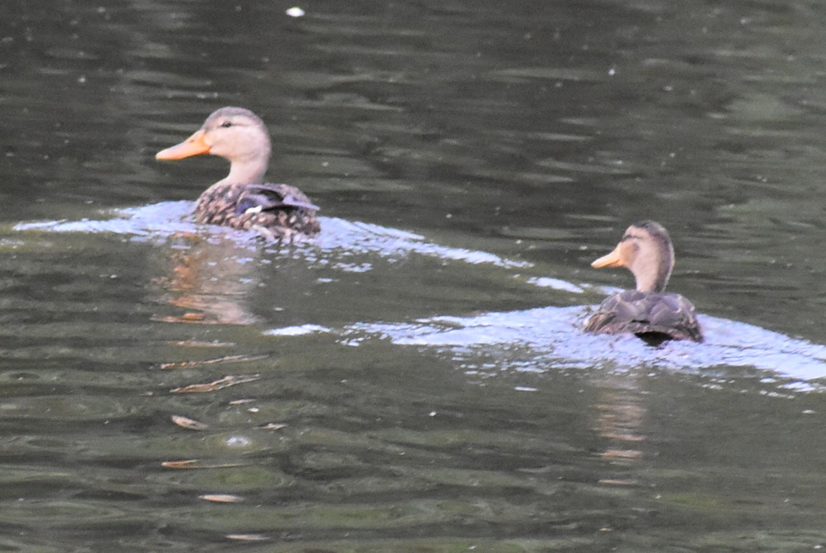 Mexican Duck - ML644433178