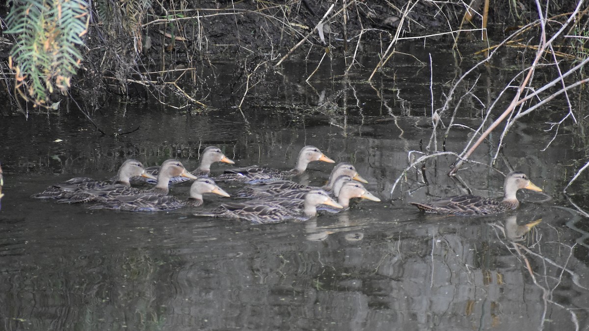 Mexican Duck - ML644433179